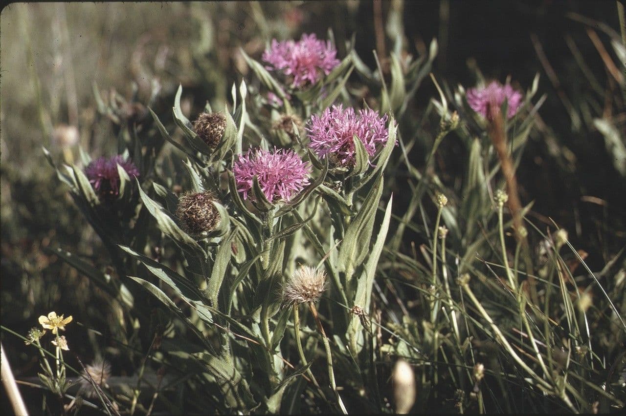Einköpfige Flockenblume 13
