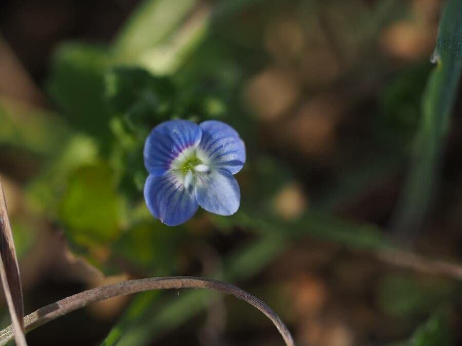 Veronica lucida 7