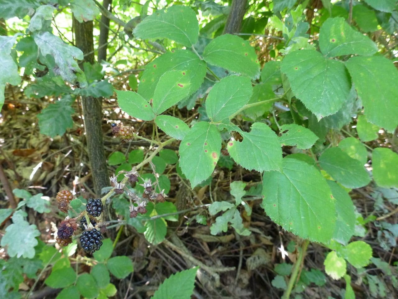 Großährige Brombeere 3