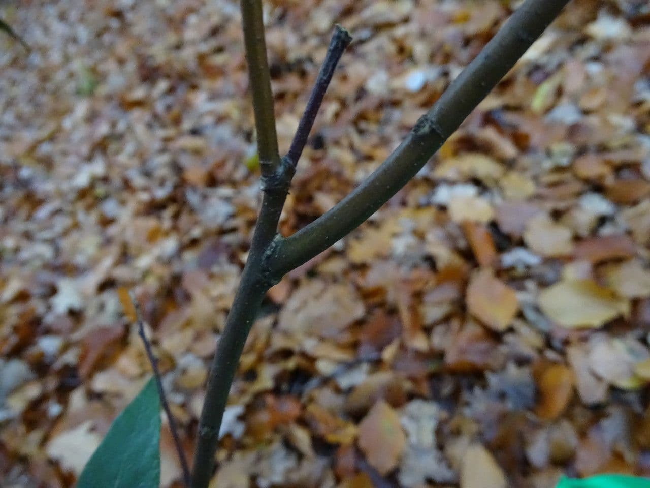 Quercia 3