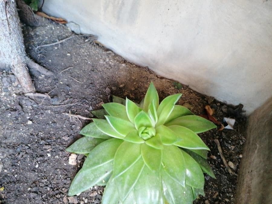 Echeveria 23
