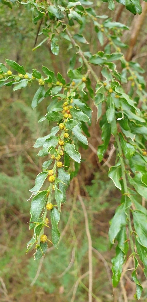 Acacia paradoxa