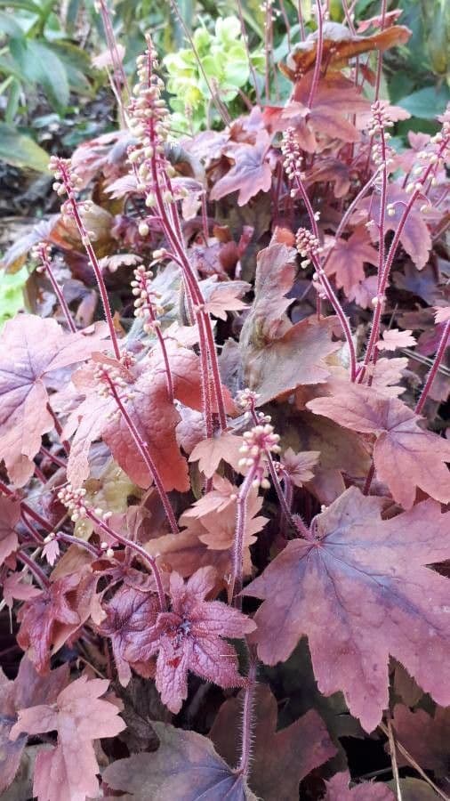 Heuchera 16
