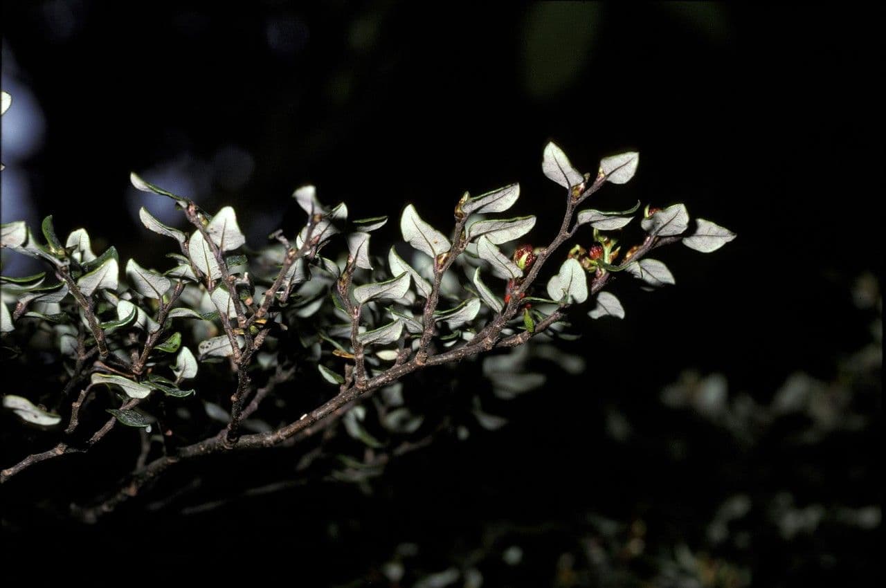 Nothofagus 10