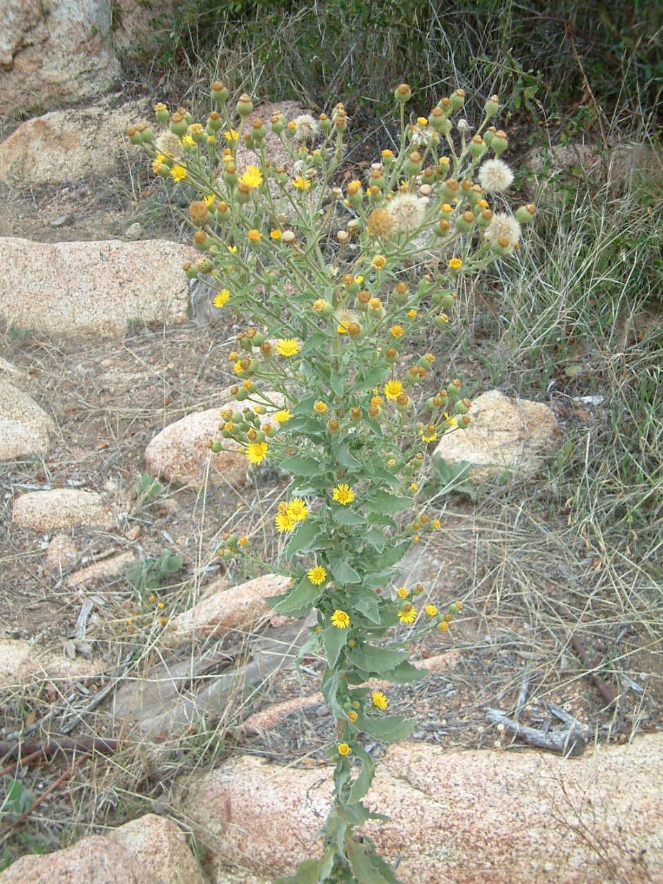 Eteroteca grandiflora 15