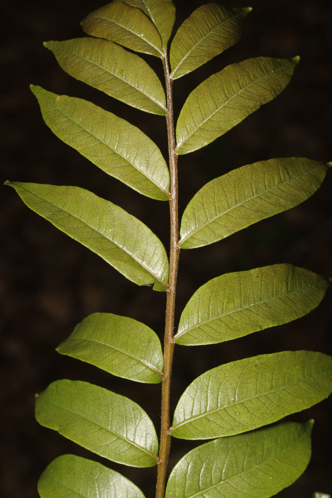 Zanthoxylum 13