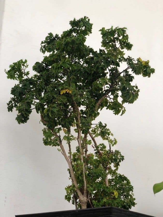 Aralia 11
