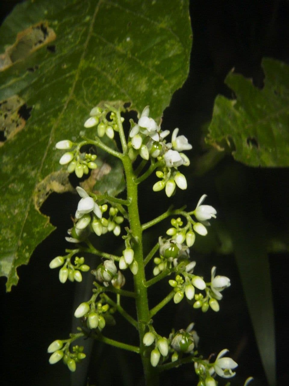 Xiphidium 28