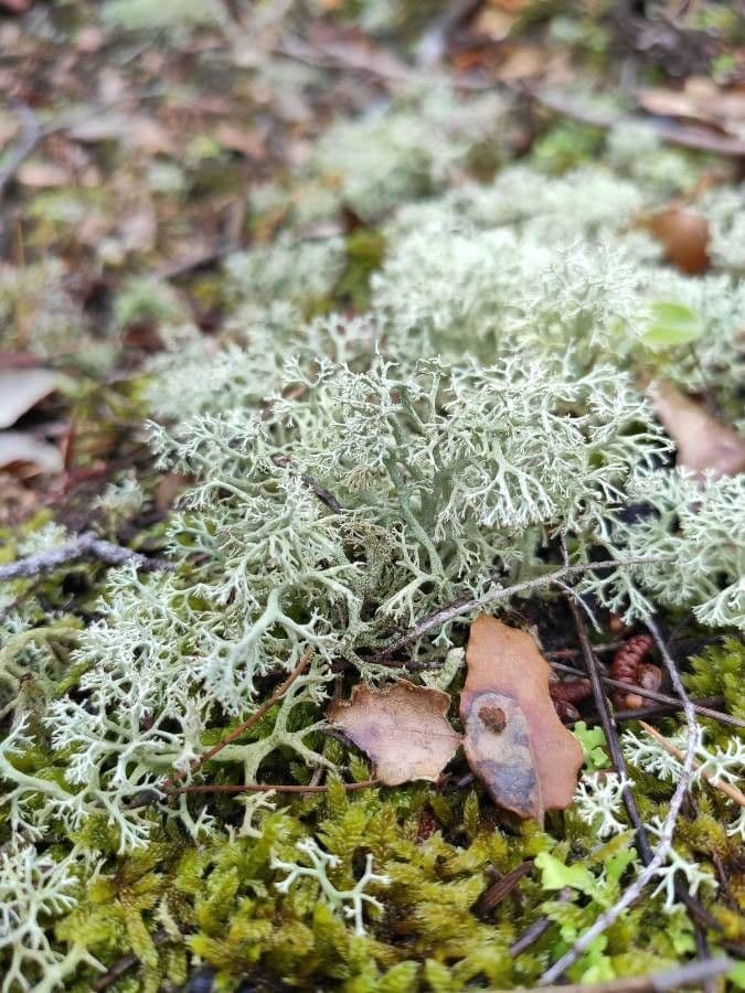 Weiße Artemisia 33