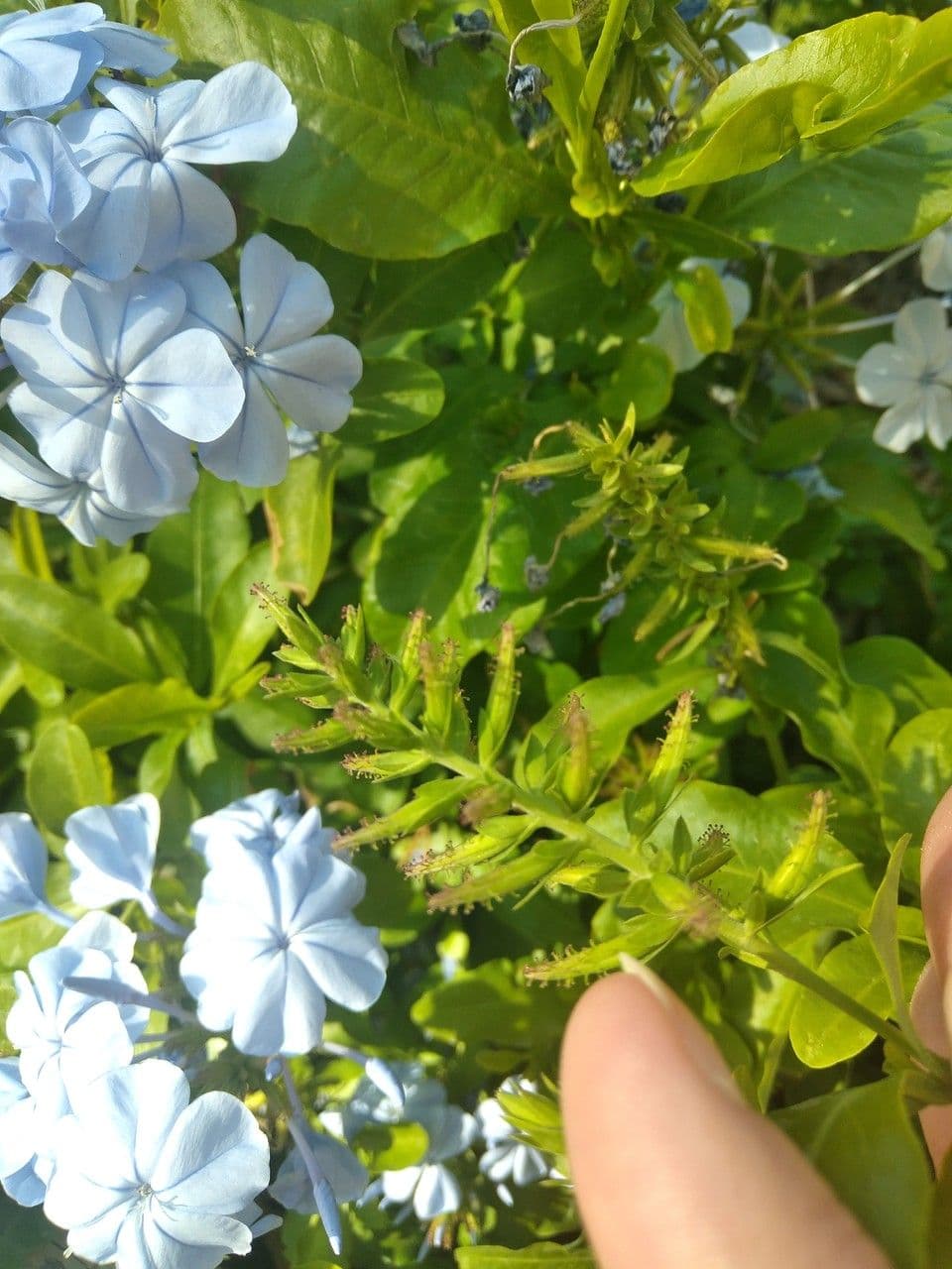 Plumbago auriculata