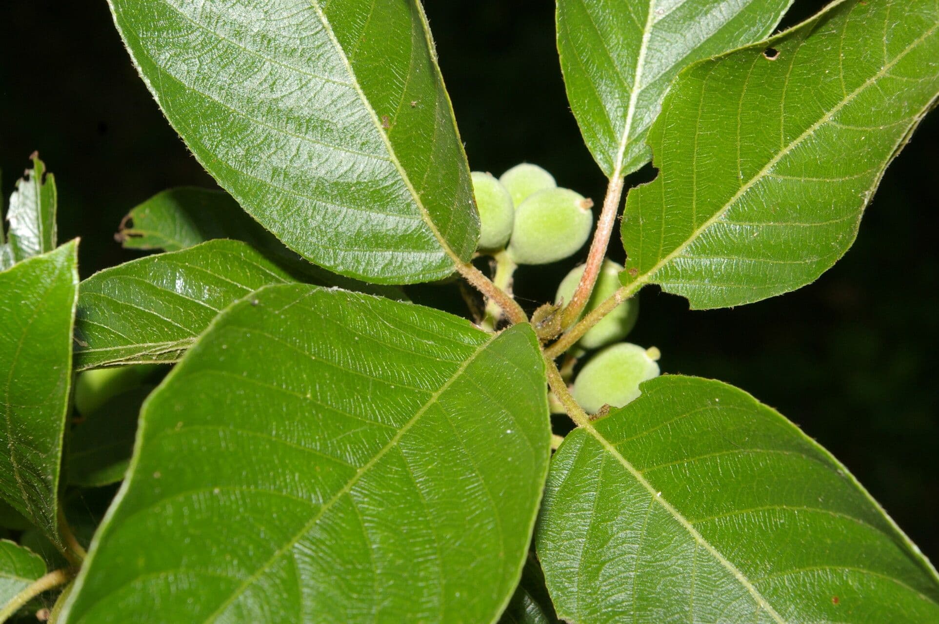 Guettarda 4