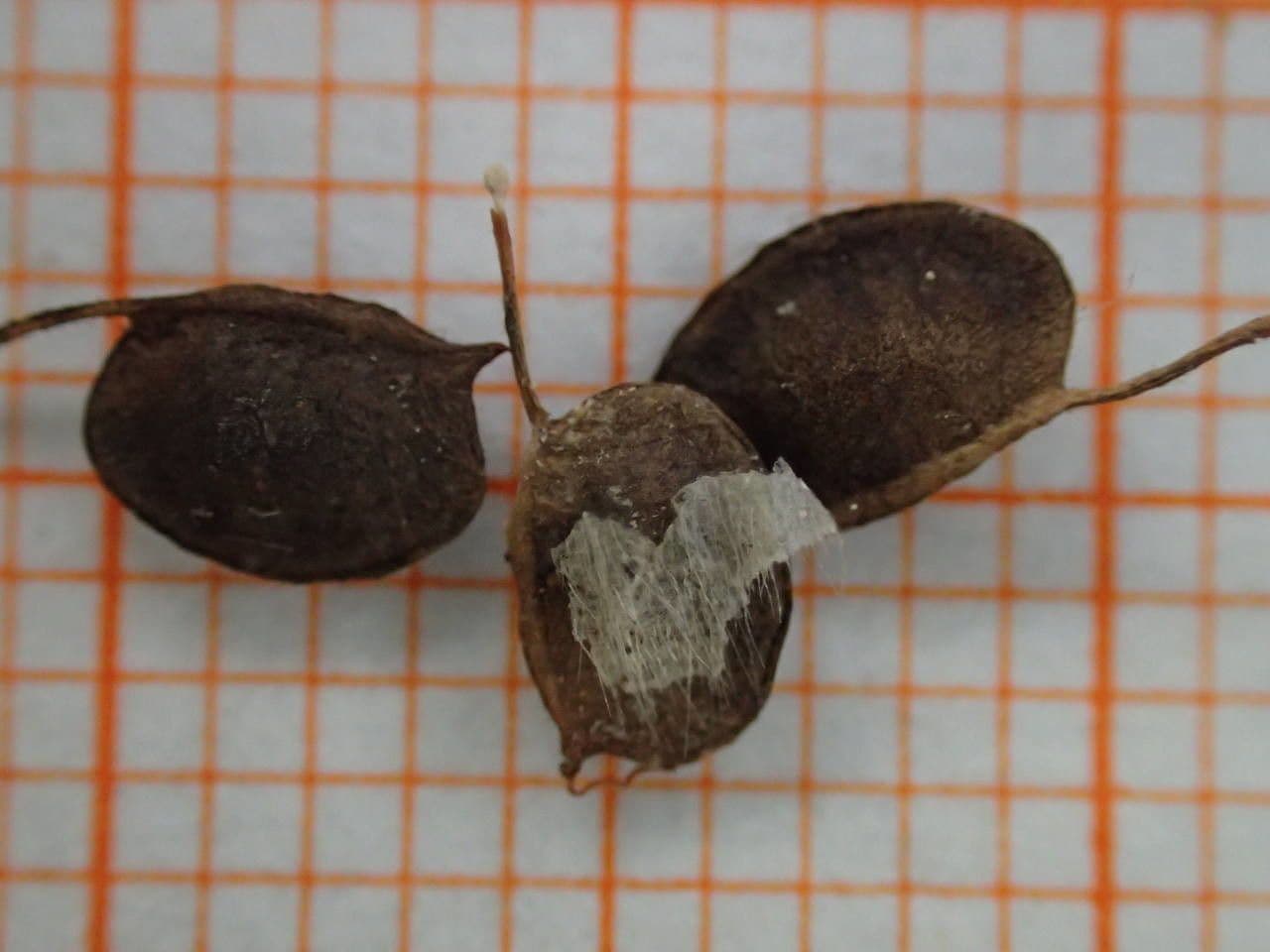 Vulneraria 27