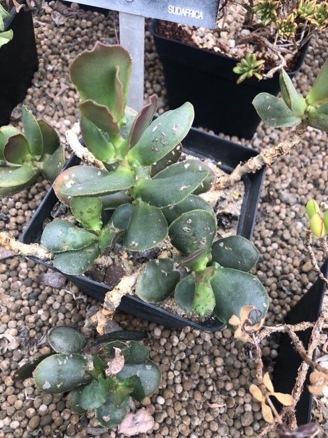 Adromischus