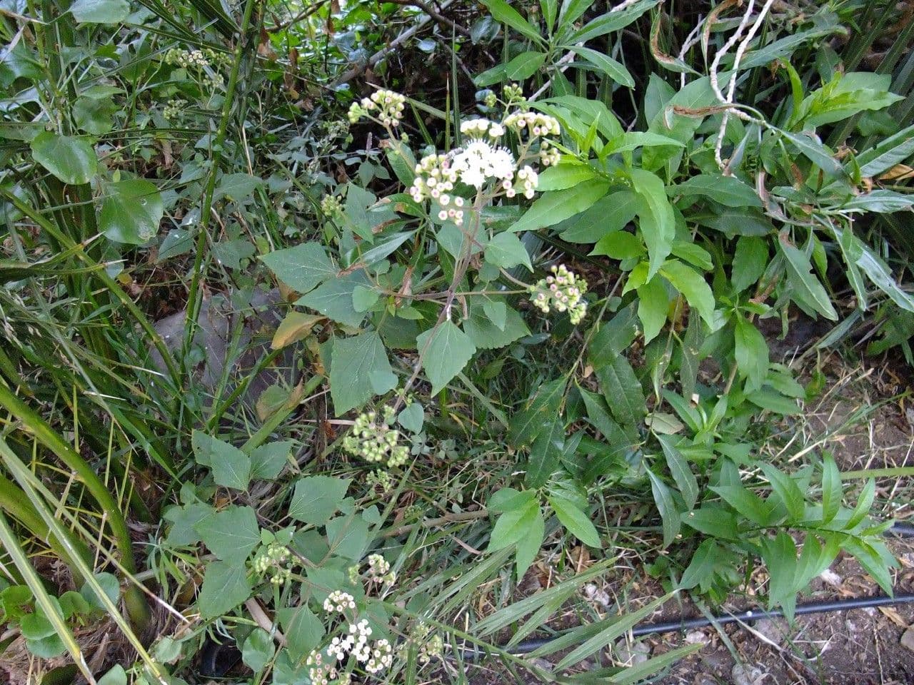 Drüsiges Wasserdost 8