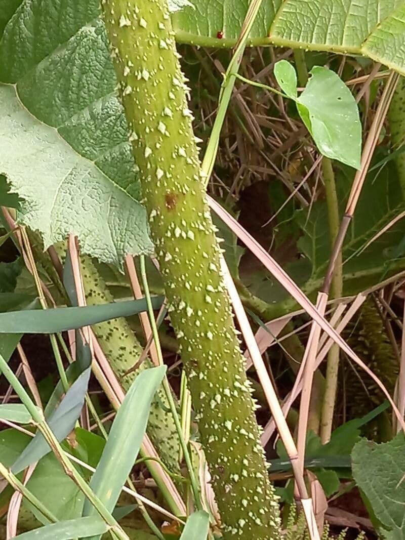 Gunnera tinctoria 23