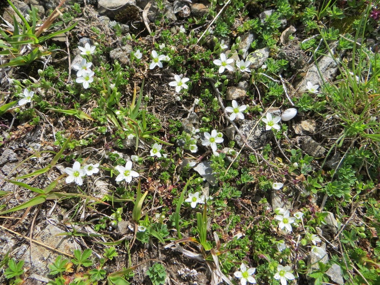 Arenaria ciliata 6
