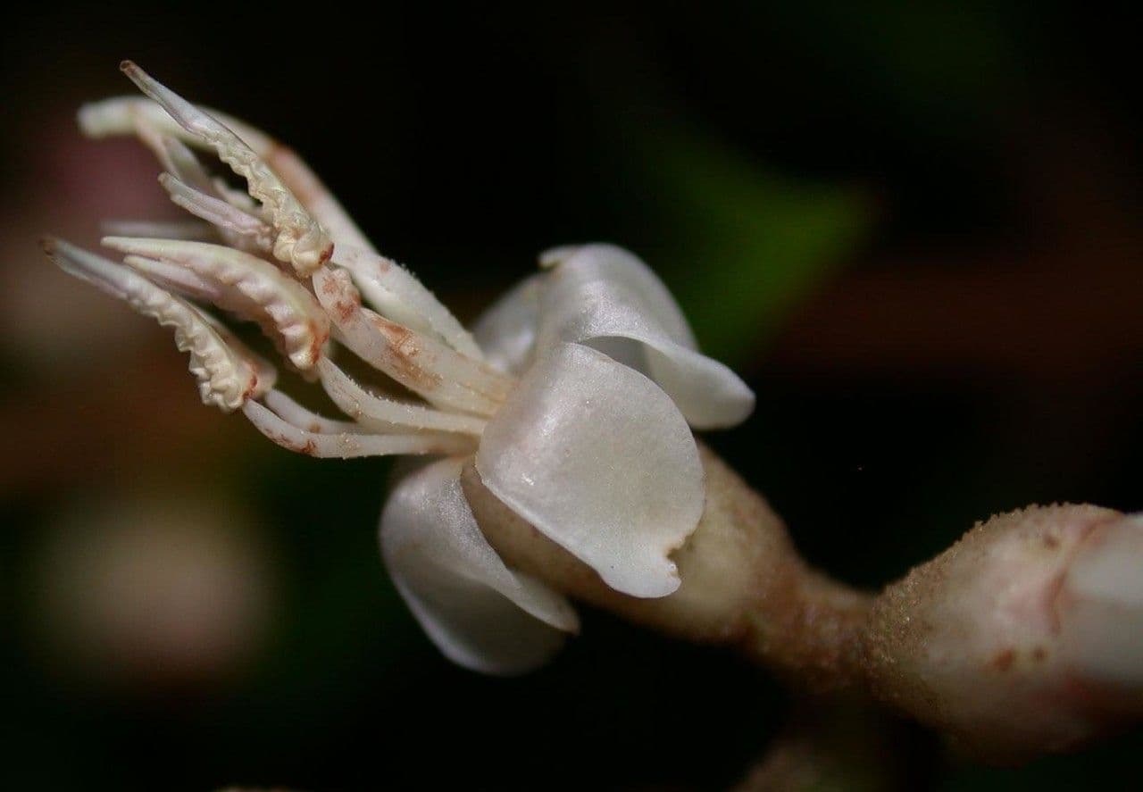 Miconia 8
