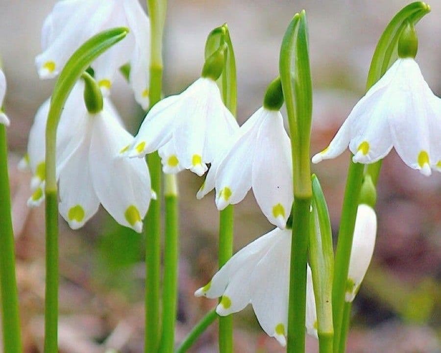 Märzenbecher 16