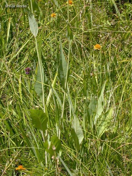Rutenbeckia 4