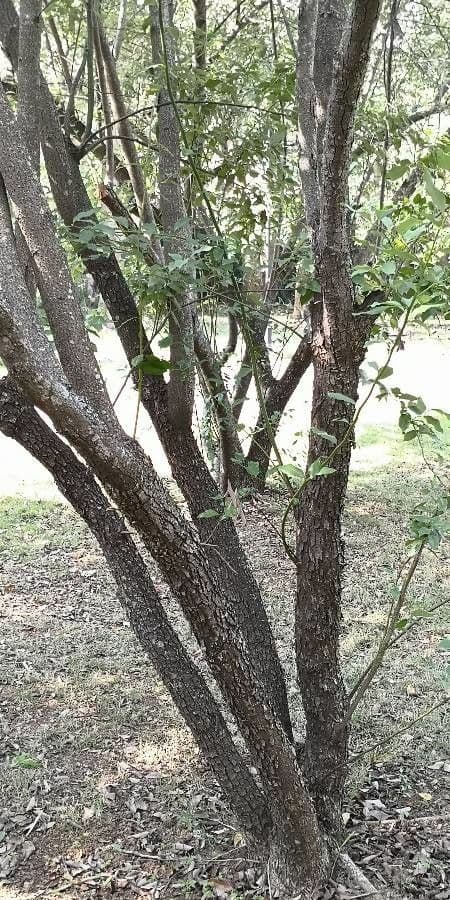 Lindera communis 2