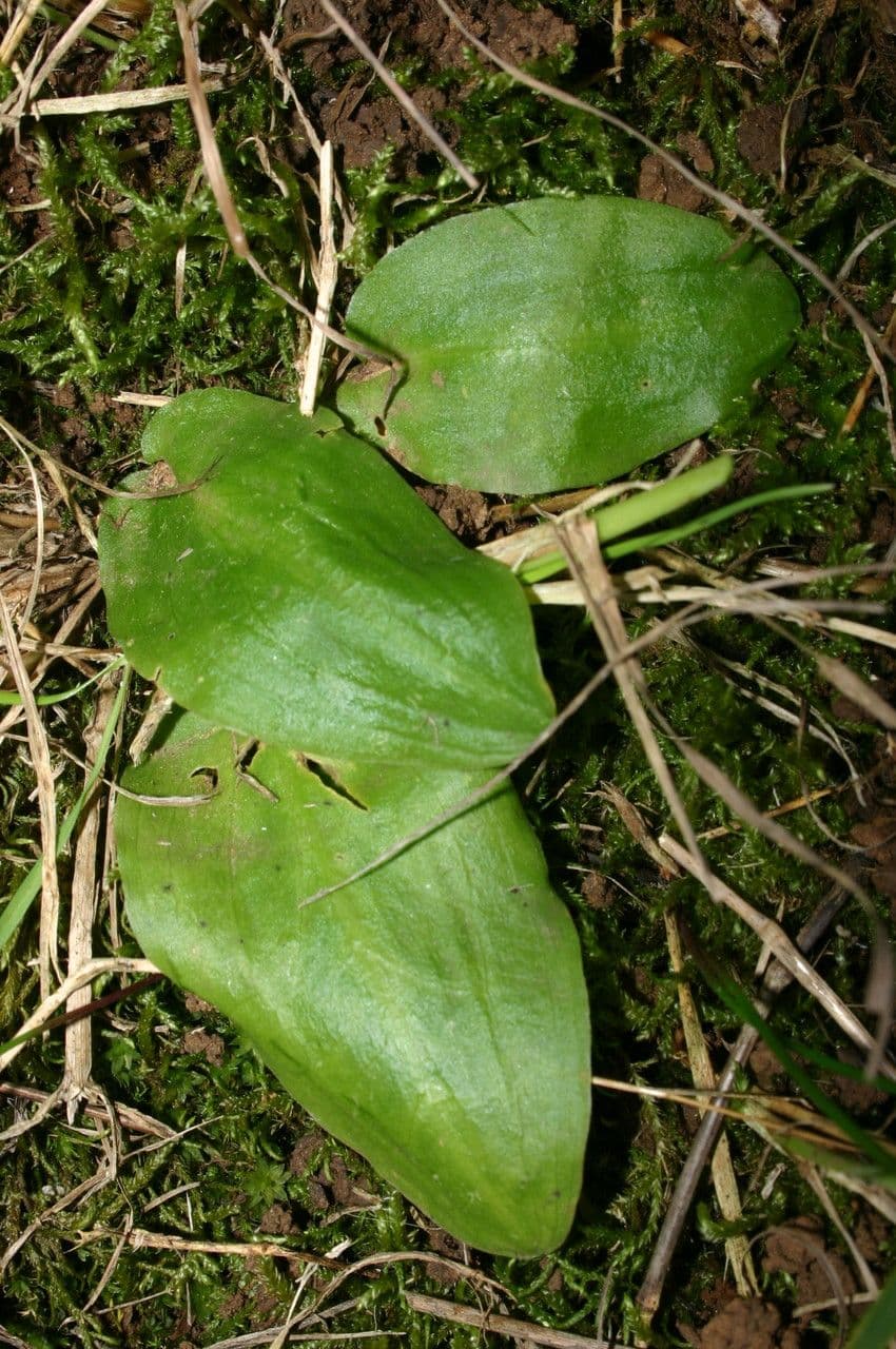 Ambrosina bassii 10