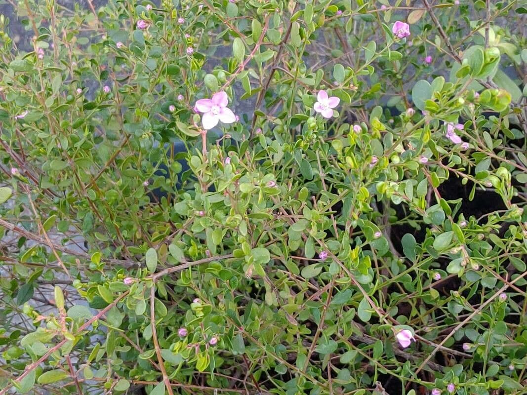 Boronia all'anice 8