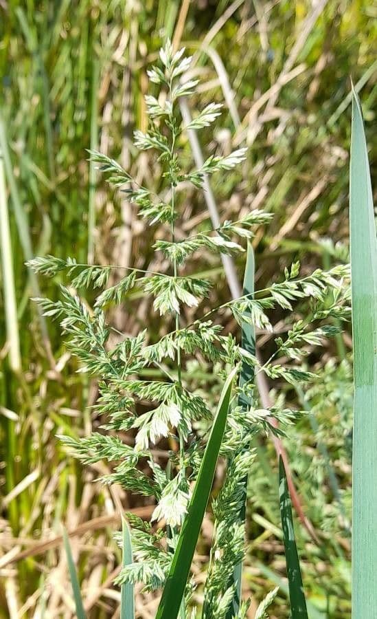 Poa 2