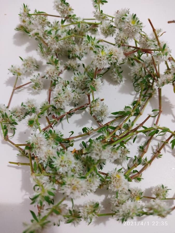 Silver nailroot 26