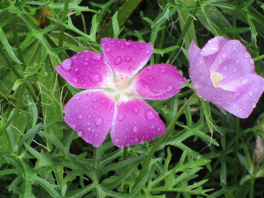 Callirhoe digitata 10