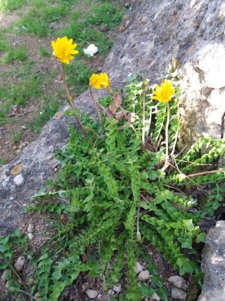 Hyoseris radiata 21