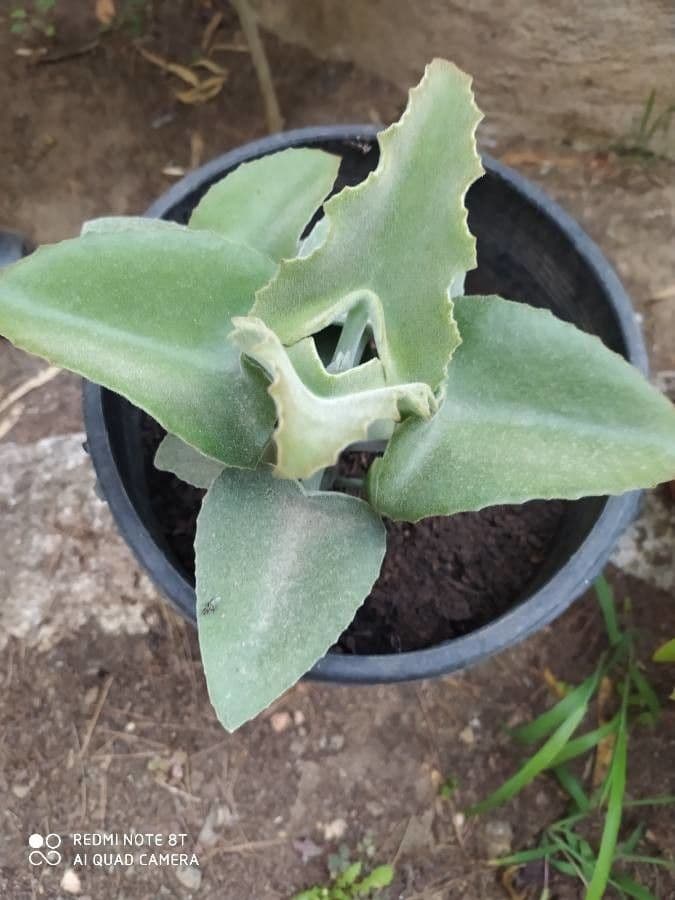 Kalanchoe 12
