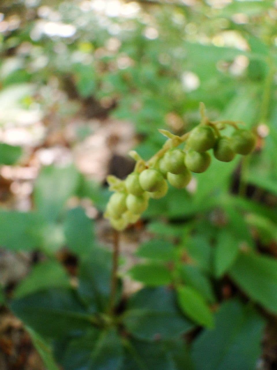 Serrated-wintergreen 5