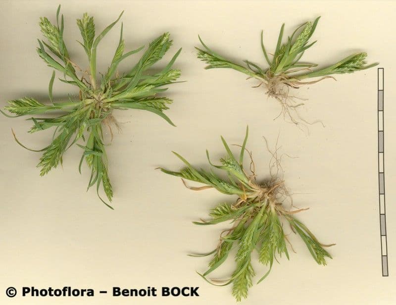 Sclerochloa 21