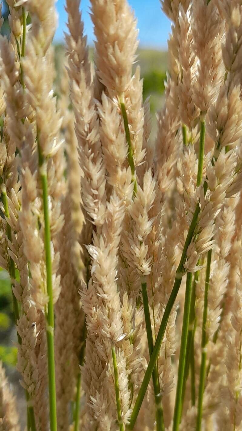 Poa 2