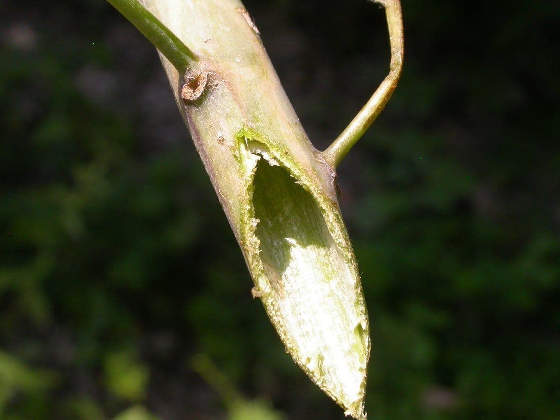 Aureolaria 17