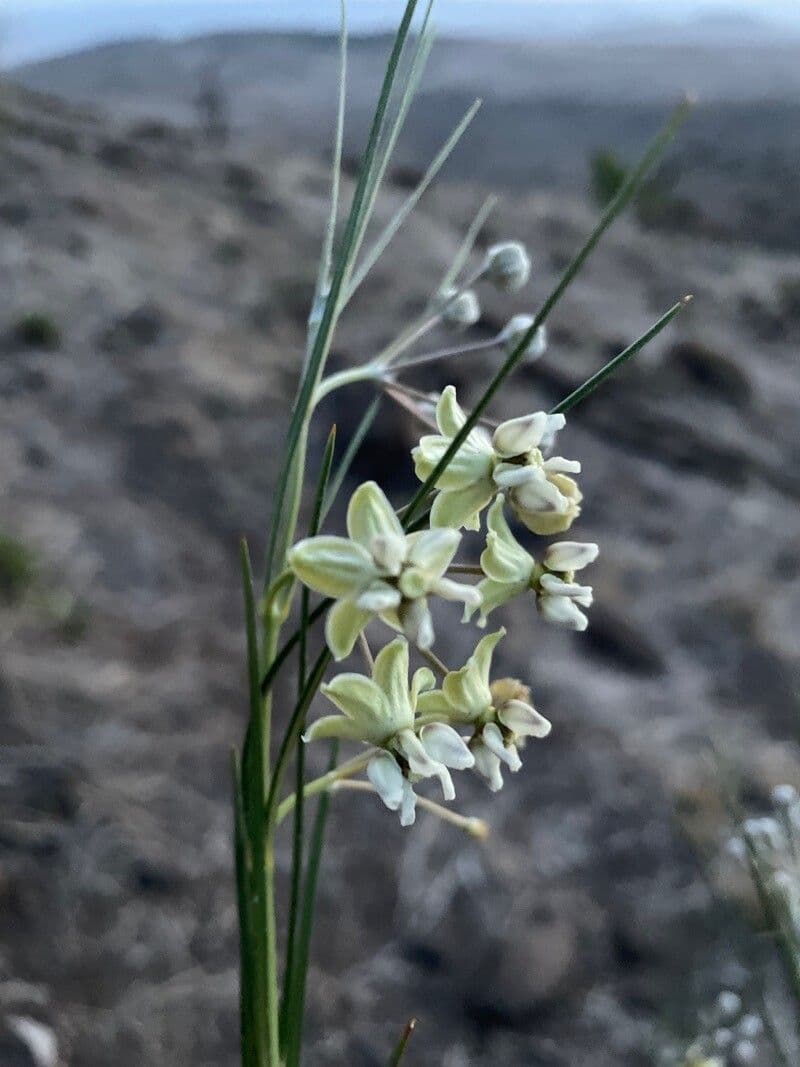 Gomphocarpus 9