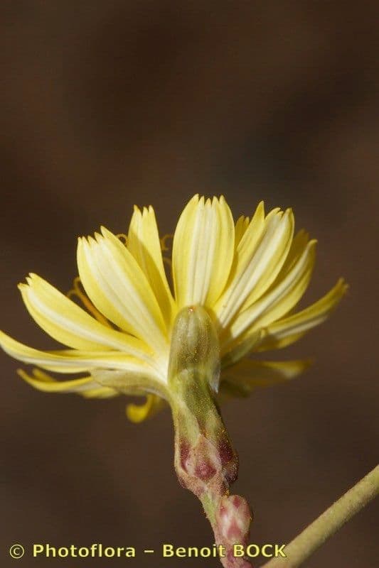 Launaea