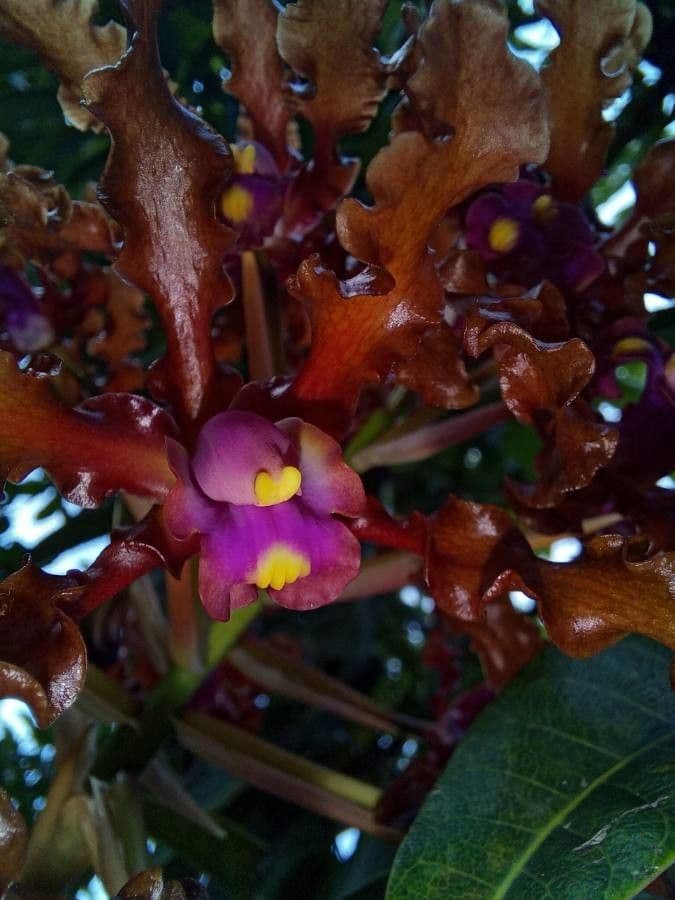 Laelia 5