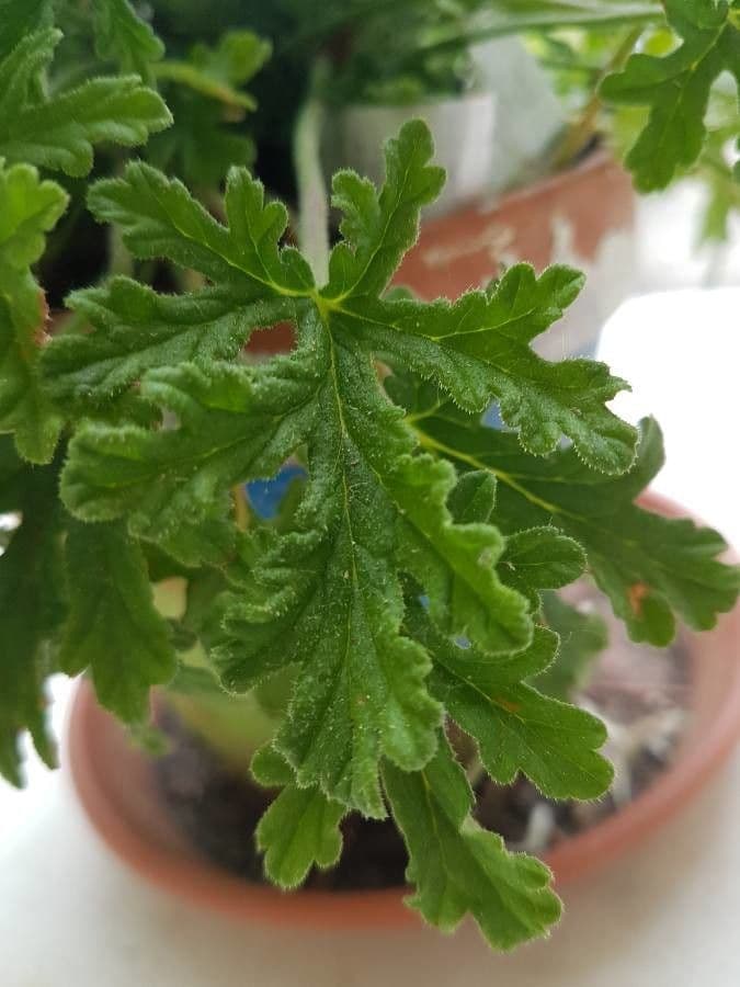 Geranium 8