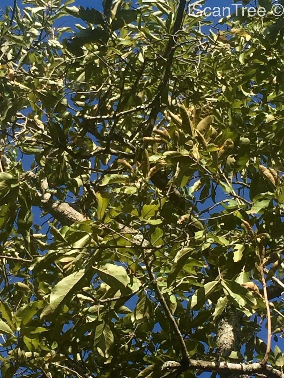 Kombretum 3