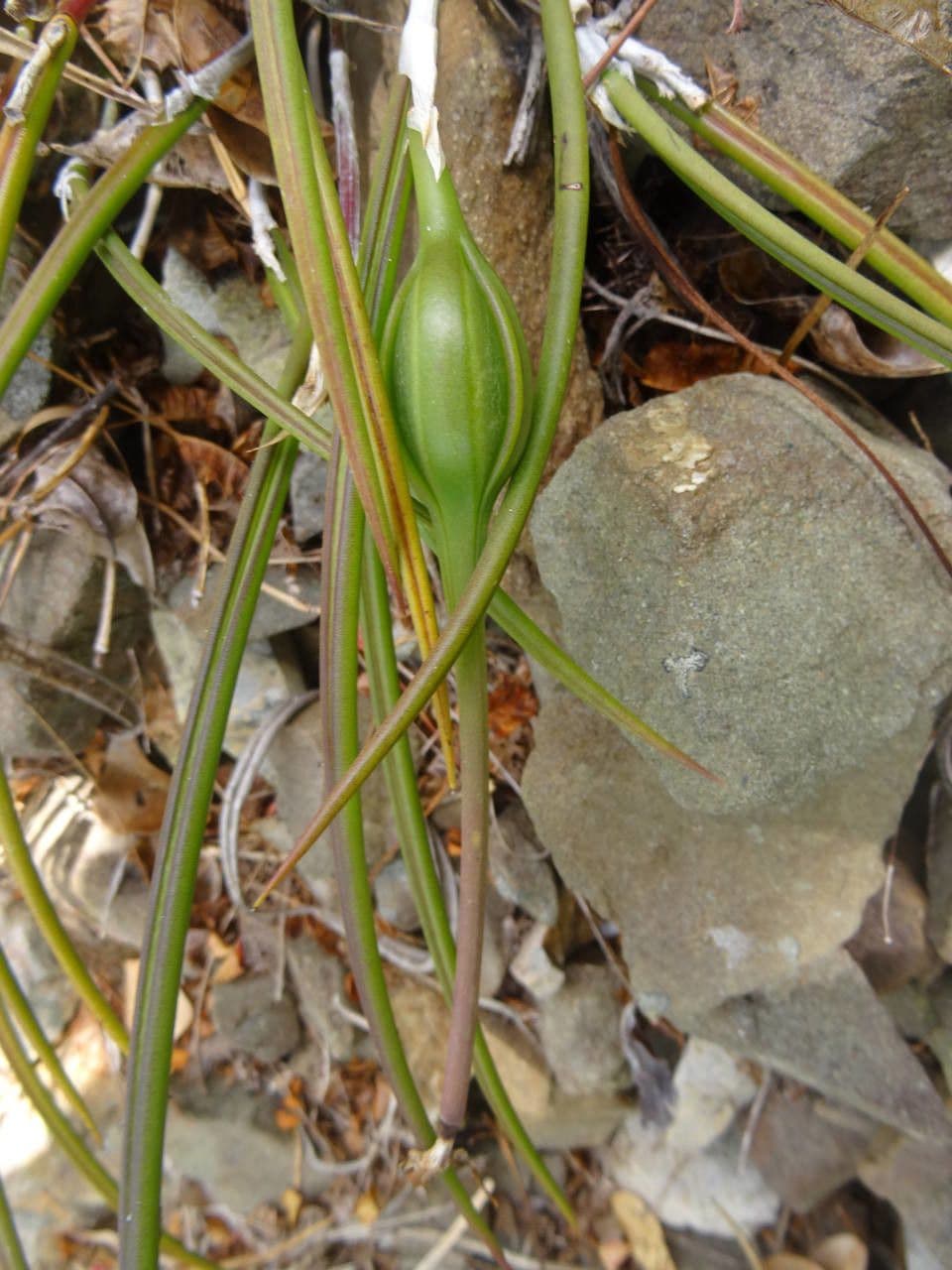 Brassavola 2