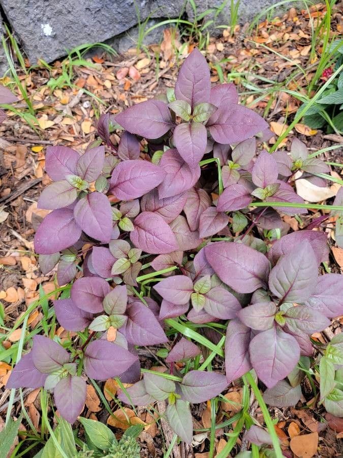 Alternanthera Brasiliana 19