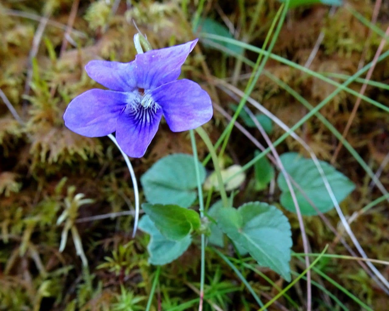 Viola di Rivinus 11