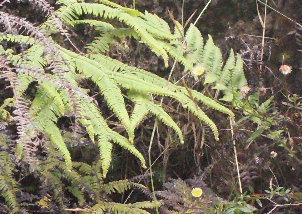 Sticherus 3