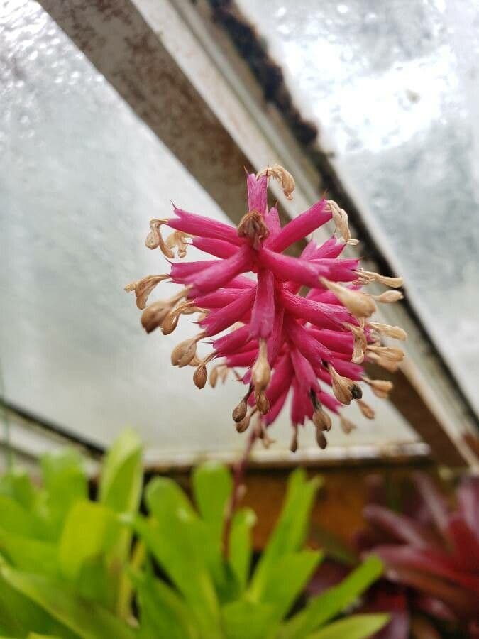 Aechmea 2