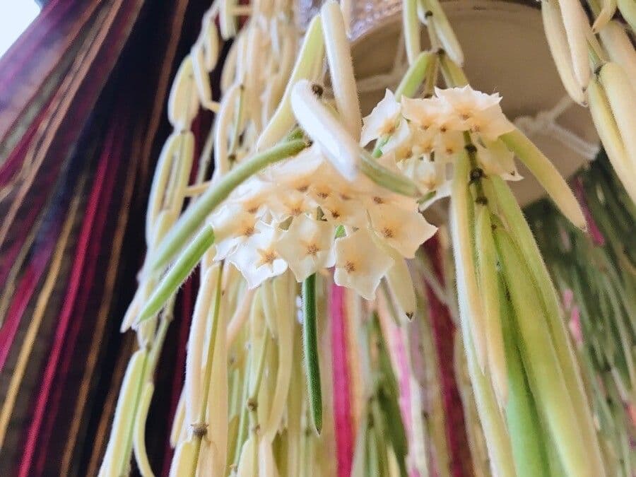 Hoya