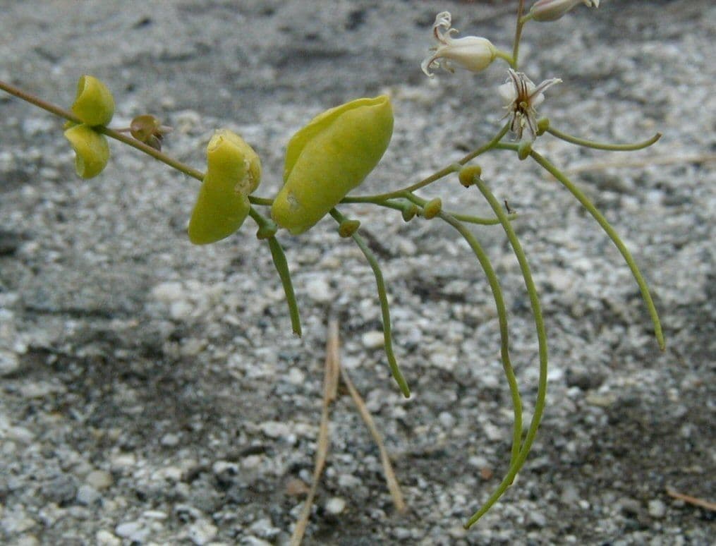 Streptanthus tortuosus 3