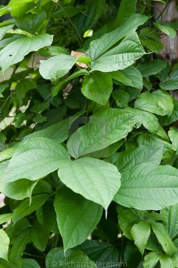 Dioscorea hispida 5