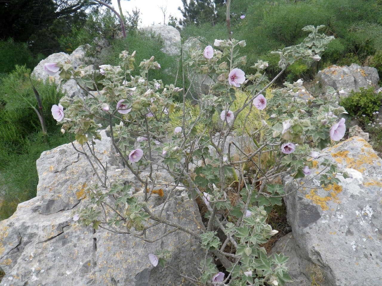 Malva subovata 14