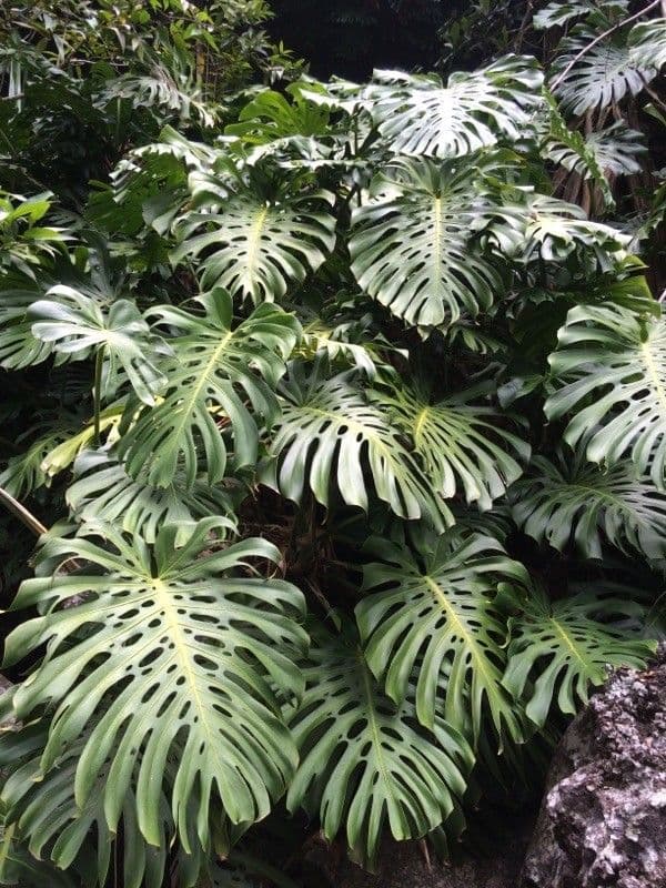 Monstera lahodná 14